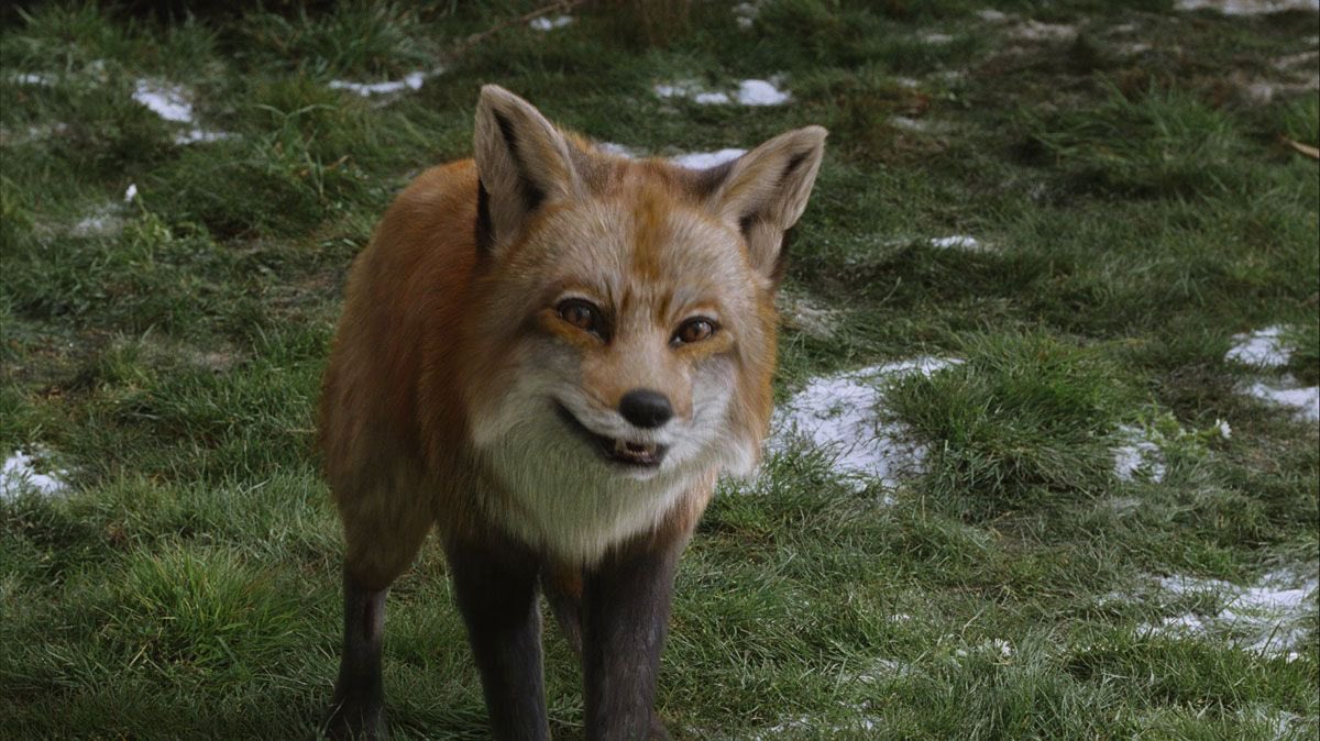 FictionalFoxes's tweet photo. Mr. Fox (The Chronicles Of Narnia: The Lion, The Witch, And The Wardrobe) https://t.co/PuK2Ms84Vv