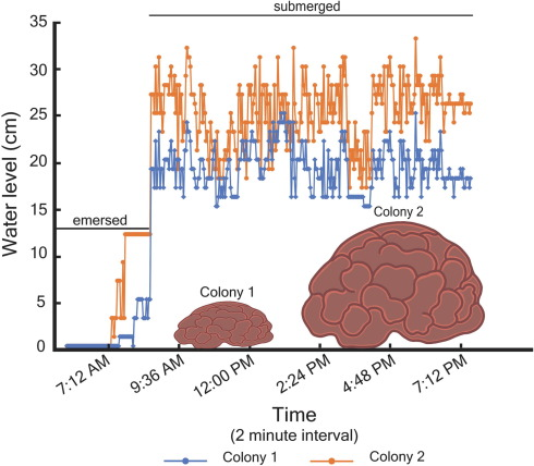 Our fellow #intertidal researchers out there, this is for you! 😃Check out our new #creation 👇

✨EmerSense: A low-cost multiparameter #logger to monitor occurrence and duration of #emersion events ✨They also record #light and  #temperature!

sciencedirect.com/science/articl…