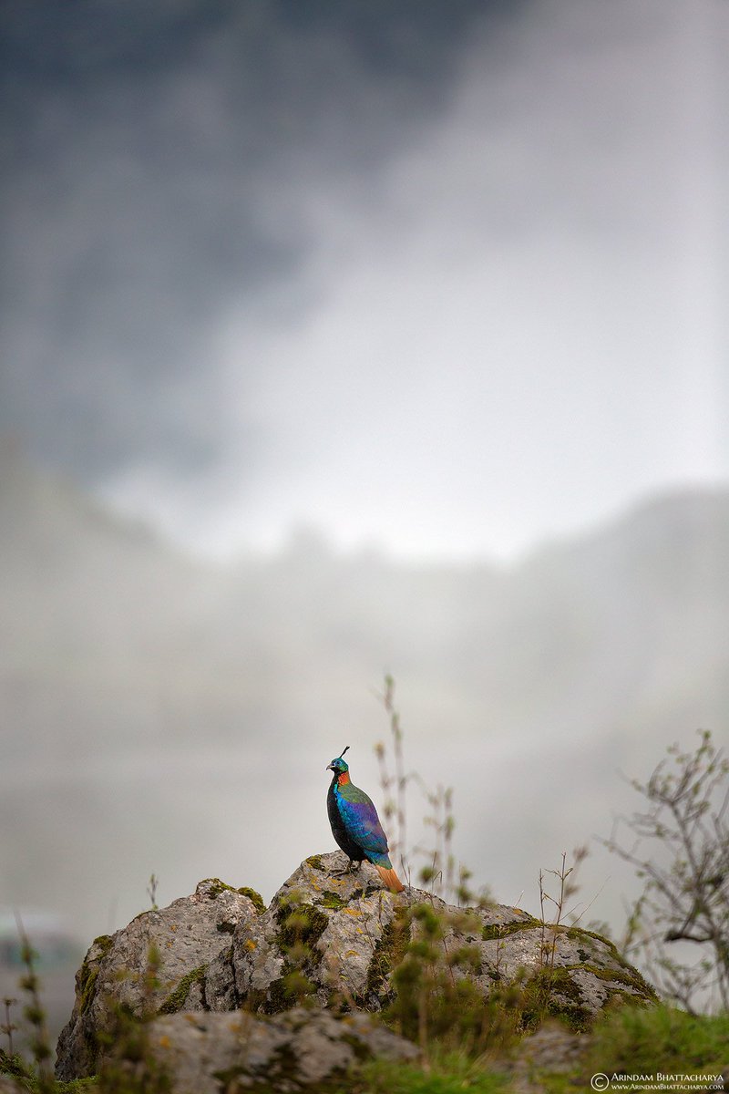 Happy Holi 😀.
Himalayan Monal in their habitat. 
East #Sikkim . 
.
.
.
#NaturePhotography #BBCWildlifePOTD @ThePhotoHour #BirdTwitter #birdphotography @Avibase #TwitterNatureCommunity  #natgeoindia @MacaulayLibrary @BirdLife_News #BirdsofIndia #zuluk #Holi #Holi2023