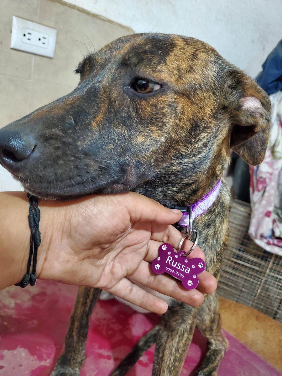 La negrita de ayutuxtepeque ya está muchísimo mejor del tumor, y sus bebés están grandotes 2 edterelizados y castrados. Dos niñas necesitan ser esterelizadas, también necesitan comidita e insumos de limpieza <a href="/TechnoMotores96/">Techno Motores</a> <a href="/cantanteioh/">LukaPopi</a> <a href="/Chonita19731971/">Chonita@19731974</a> <a href="/NAguilar2019/">Nina Aguilar</a> <a href="/IsaelM1/">Isael M</a>