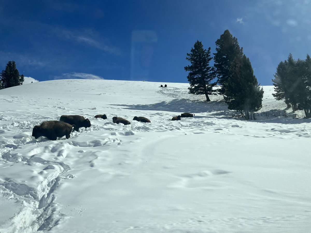 MsKerriganNRHS's tweet photo. Day 2 = bison identification lessons! We learned how to identify adult males and females as well as juveniles and young of the year (aka nuggets). We were able to collect a fecal sample to add to all of our data, too! Poop, there it is! https://t.co/m1wsP6FPFD