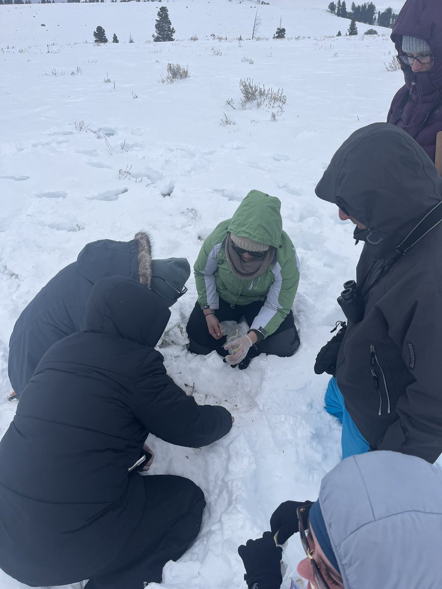 MsKerriganNRHS's tweet photo. Day 2 = bison identification lessons! We learned how to identify adult males and females as well as juveniles and young of the year (aka nuggets). We were able to collect a fecal sample to add to all of our data, too! Poop, there it is! https://t.co/m1wsP6FPFD