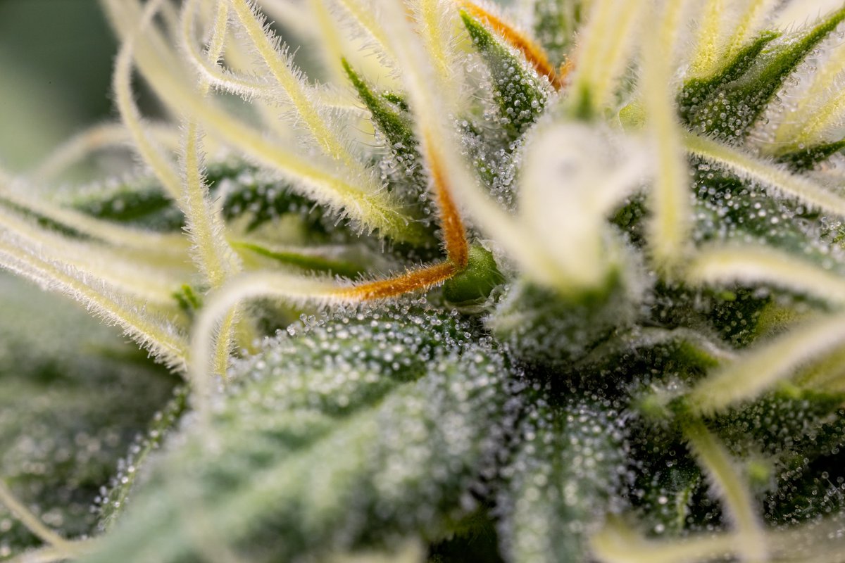 Just some macro shots I took of SPF 420 on day 27
🧬 wafflehousegenetics