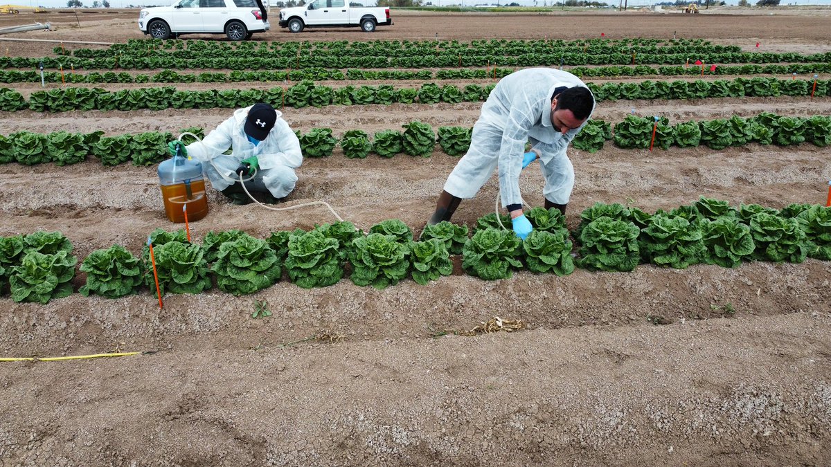 UC Desert Research (@ucanrdrec) on Twitter photo With a beautiful weather Monday was all about outdoor experiences. #Youth learned about our #desert enviroment <a href="/UCFarmSmart/">UC Farm Smart</a> and #researchers were advancing knowledge of #pathogen fate and transport in #lettuce production <a href="/micheletjay/">Michele Jay-Russell</a> <a href="/ps_sci/">Produce Safety Science</a> With a beautiful weather Monday was all about outdoor experiences. #Youth learned about our #desert enviroment <a href="/UCFarmSmart/">UC Farm Smart</a> and #researchers were advancing knowledge of #pathogen fate and transport in #lettuce production <a href="/micheletjay/">Michele Jay-Russell</a> <a href="/ps_sci/">Produce Safety Science</a>