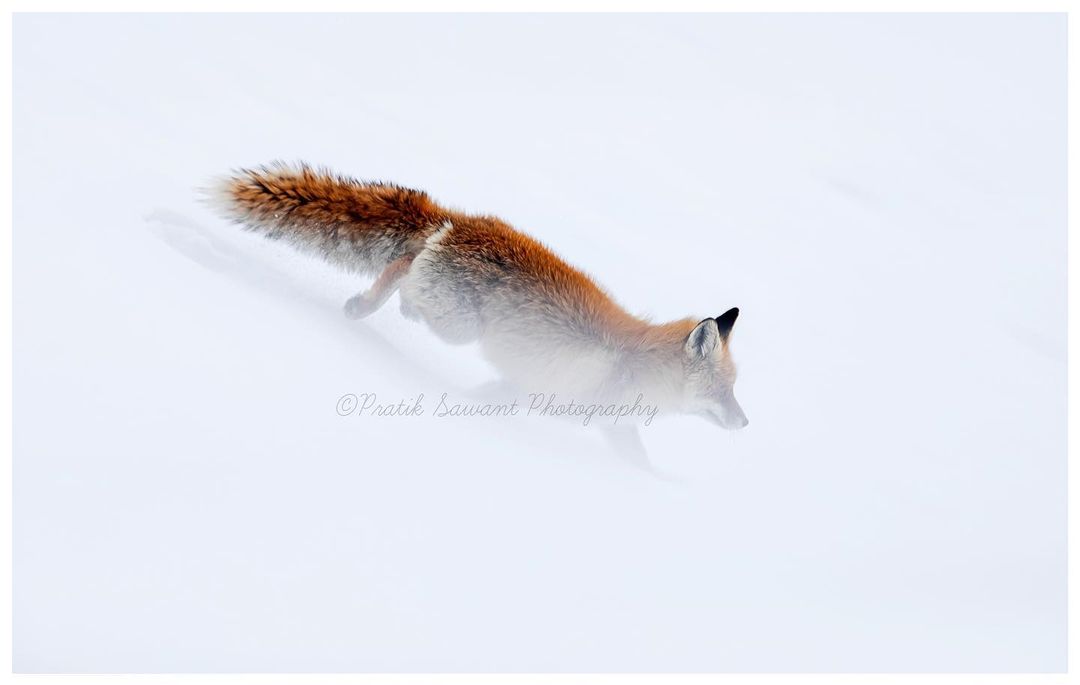 #repost
Instagram.com/sawpratik15 

Splashing the colour of snow!!!

Red Fox running down the mountain slope..

#fox #india #explorepage #photography #picture #beautiful #mountains #Holi