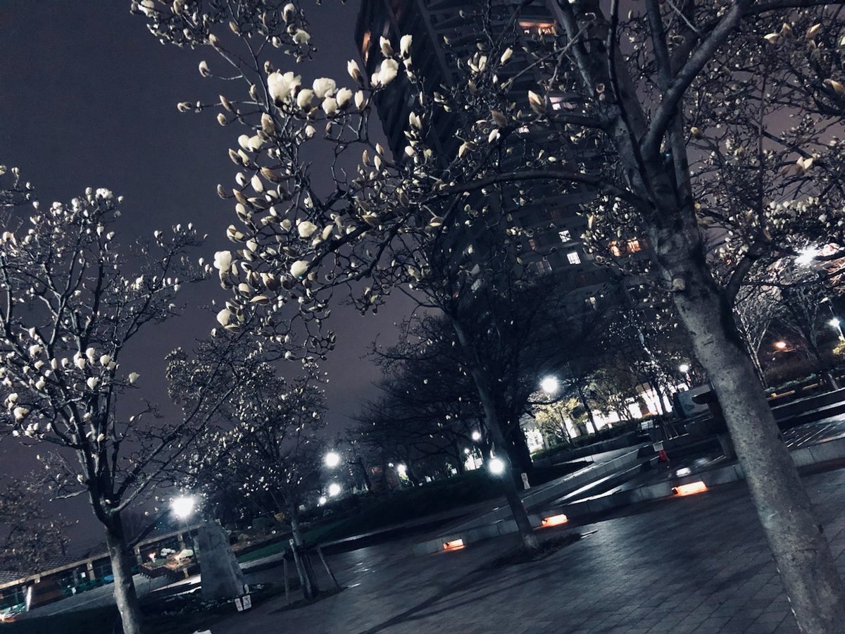 SouToku_4970's tweet image. ／
☀️　火曜日、こんにちは！
＼

ハクモクレンが咲きました！

毎年、
ハクモクレンが咲くと、強風と強雨があるのですが･･･

今年は、
春一番はもう吹いたし、週間予報も晴れの日が続くようなので、大丈夫そうですね😊

#こんにちは
#Goodafternoon

#Доброгодня（🇺🇦　ドーブロゴ ニャー）