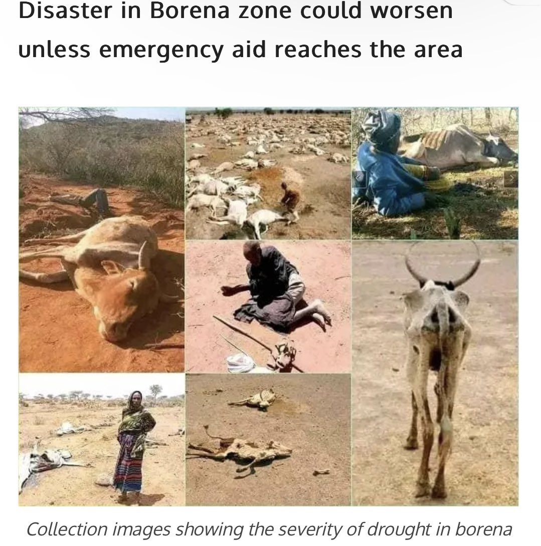 samuelyfeleke's tweet photo. @ShimelisAbdisa Let’s save peoples lives and drought affected areas. https://t.co/pRqlHocW6G