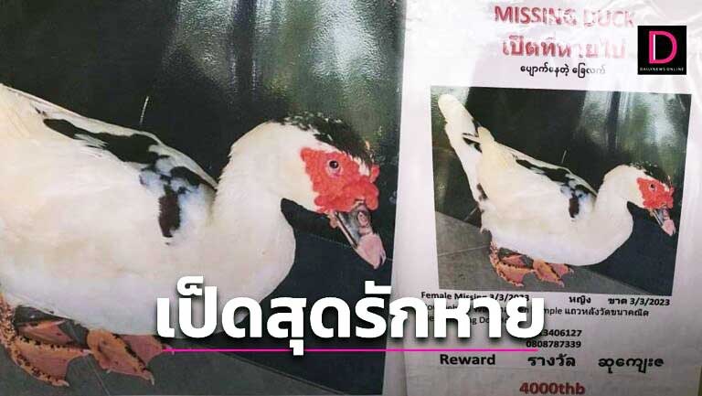ASEANNOWTH's tweet photo. Phuket farang says: Find my beloved duck! โก๏ธ https://t.co/jN1xI8xav3
#FindMyDuck #PhuketDuckSearch #HelpFindTheDuck #LostDuckPhuket #BringBackTheDuck https://t.co/mdQgdZ1U1y