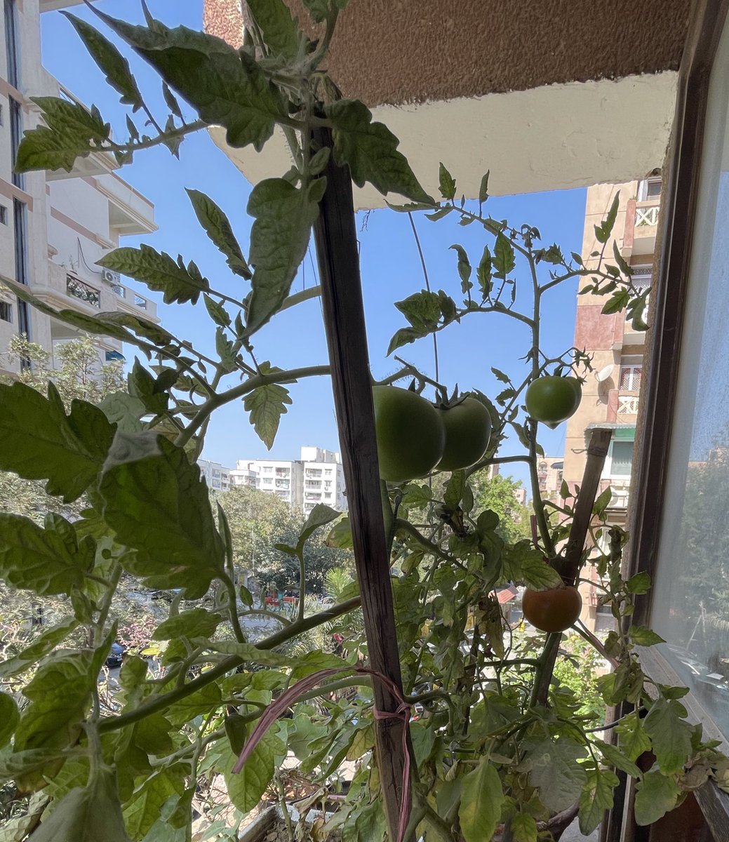 Tomatoes ripen. #smalljoysoflife . #growingfood #sunnyday