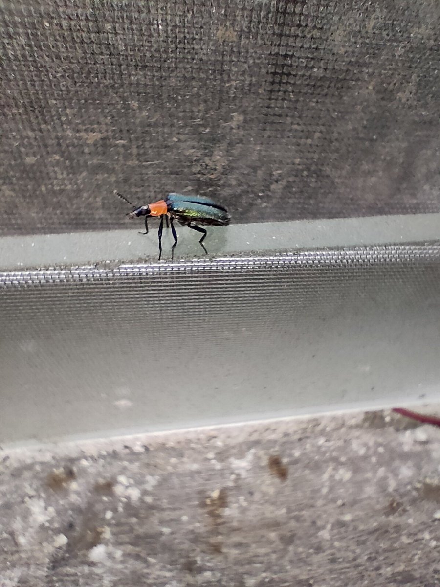 mataps47's tweet image. Cellophane