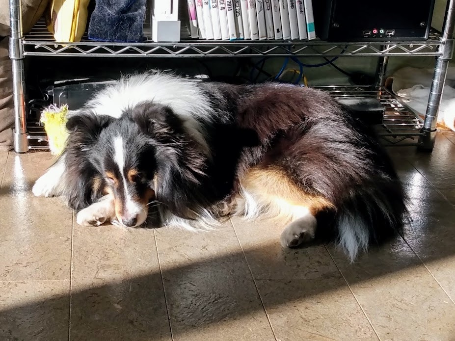 TuckTuckPup's tweet photo. sleepiest inside
HAPPIEST OUTSIDE
#SnowDog https://t.co/IWBeXsovrh