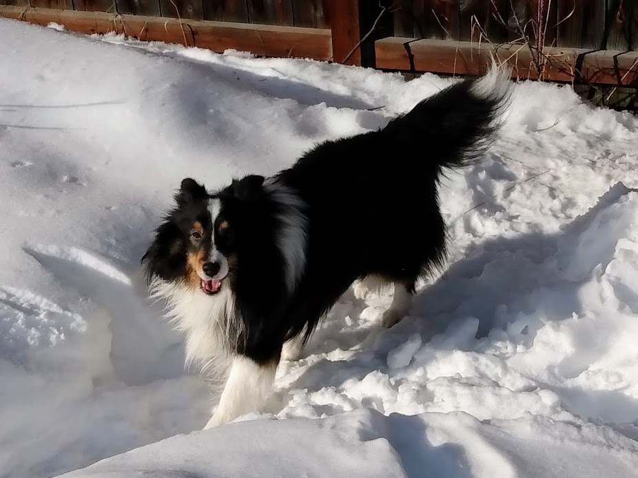 TuckTuckPup's tweet photo. sleepiest inside
HAPPIEST OUTSIDE
#SnowDog https://t.co/IWBeXsovrh