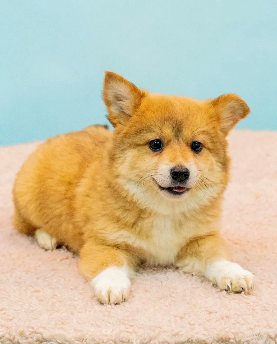 🔺️깻잎이♡입양해주세요🔺️

🐶 깻잎이 🐶

🔸 강원 강릉 2023-00038
  여아, 3개월 추정, 2.7kg

✅️문의
미소사랑카톡 oukjae96 
디엠,댓글 주세요