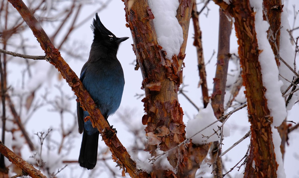 Ryan Cain tweet media