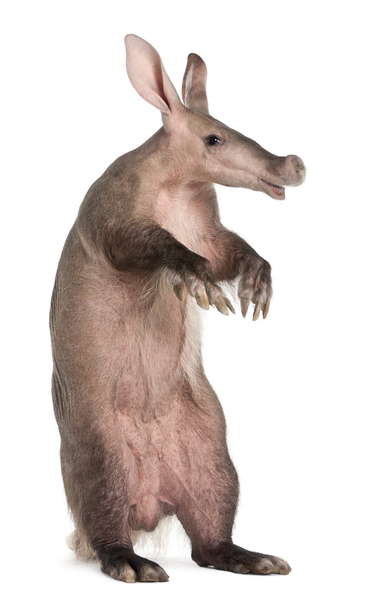 ArtHistAnimalia's tweet image. #NationalAardvarkWeek fun fact: #DYK that #aardvarks can stand up for a bit? Their thick kangaroo-like tail helps with balance!
Plate: Taf. 1 in Anatomische Untersuchungen über die Edentaten by Wilhelm Ludwig von Rapp, 1852 via @BioDivLibrary: flic.kr/p/2kyzFsV