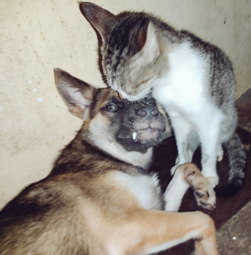 sandraemey's tweet photo. Wala nang kalaro si Vegeta 😭 .

#Dog #Cat #friends https://t.co/uu0XbqnPjC
