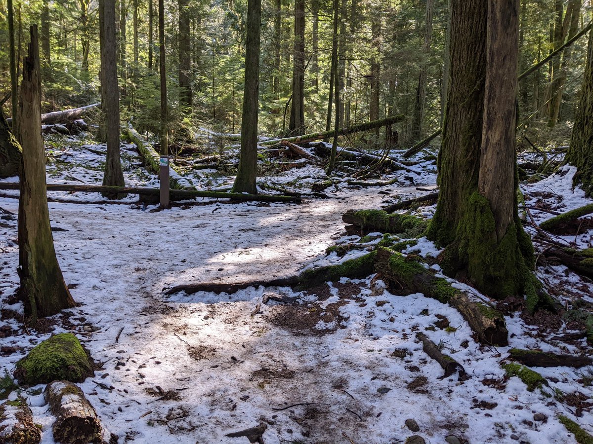 PattiRowlson's tweet photo. A pre-spring hike near Lake Padden was just what I needed Sunday morning. 🚶‍♀️🥾🌲☀️💚 #bellingham https://t.co/LoD7JuJ1qc