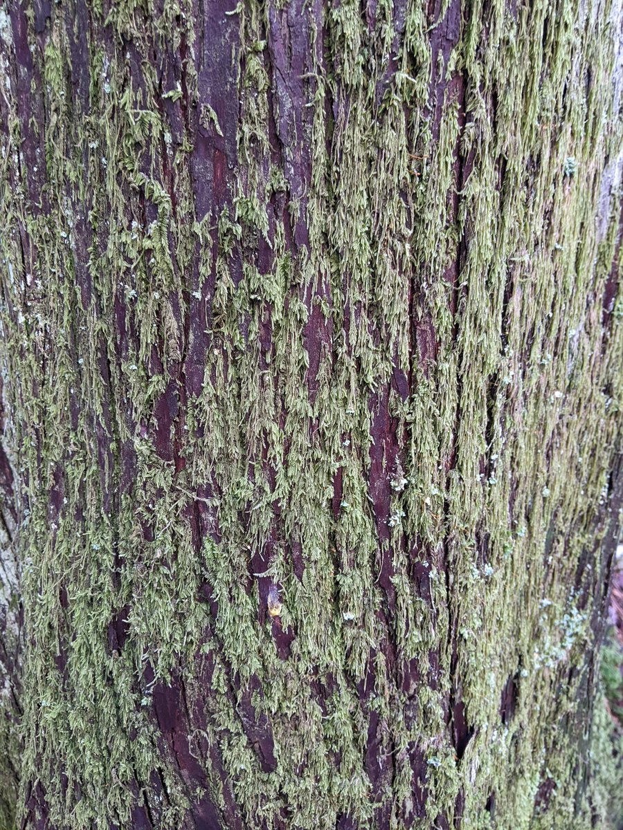 PattiRowlson's tweet photo. A pre-spring hike near Lake Padden was just what I needed Sunday morning. 🚶‍♀️🥾🌲☀️💚 #bellingham https://t.co/LoD7JuJ1qc