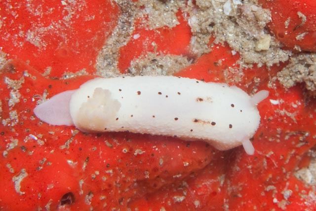 seastung's tweet photo. #nudiTuesday ... excellent selection of #nudibranchs from False Bay #ocean #scuba #biodiversity (check out that camo!) https://t.co/TcxmN3J4dM