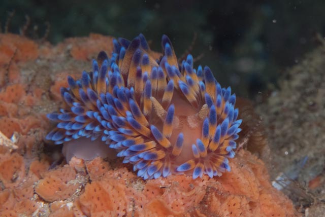 seastung's tweet photo. #nudiTuesday ... excellent selection of #nudibranchs from False Bay #ocean #scuba #biodiversity (check out that camo!) https://t.co/TcxmN3J4dM