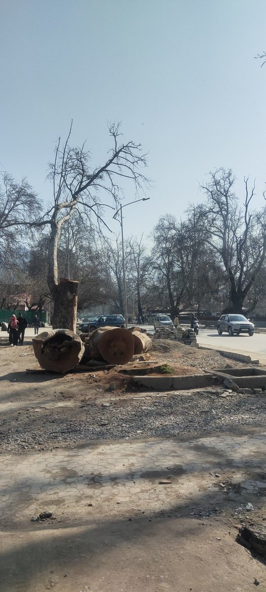 If cutting of a Chinar Tree is development, I strongly reject anything like that. #Srinagarsmartcity Are you fooling us in the name of smartcity?
@Junaid_Mattu @AtharAamirKhan @srinagaradmin 
Do you realise how much it takes for a Chinar like this to grow?