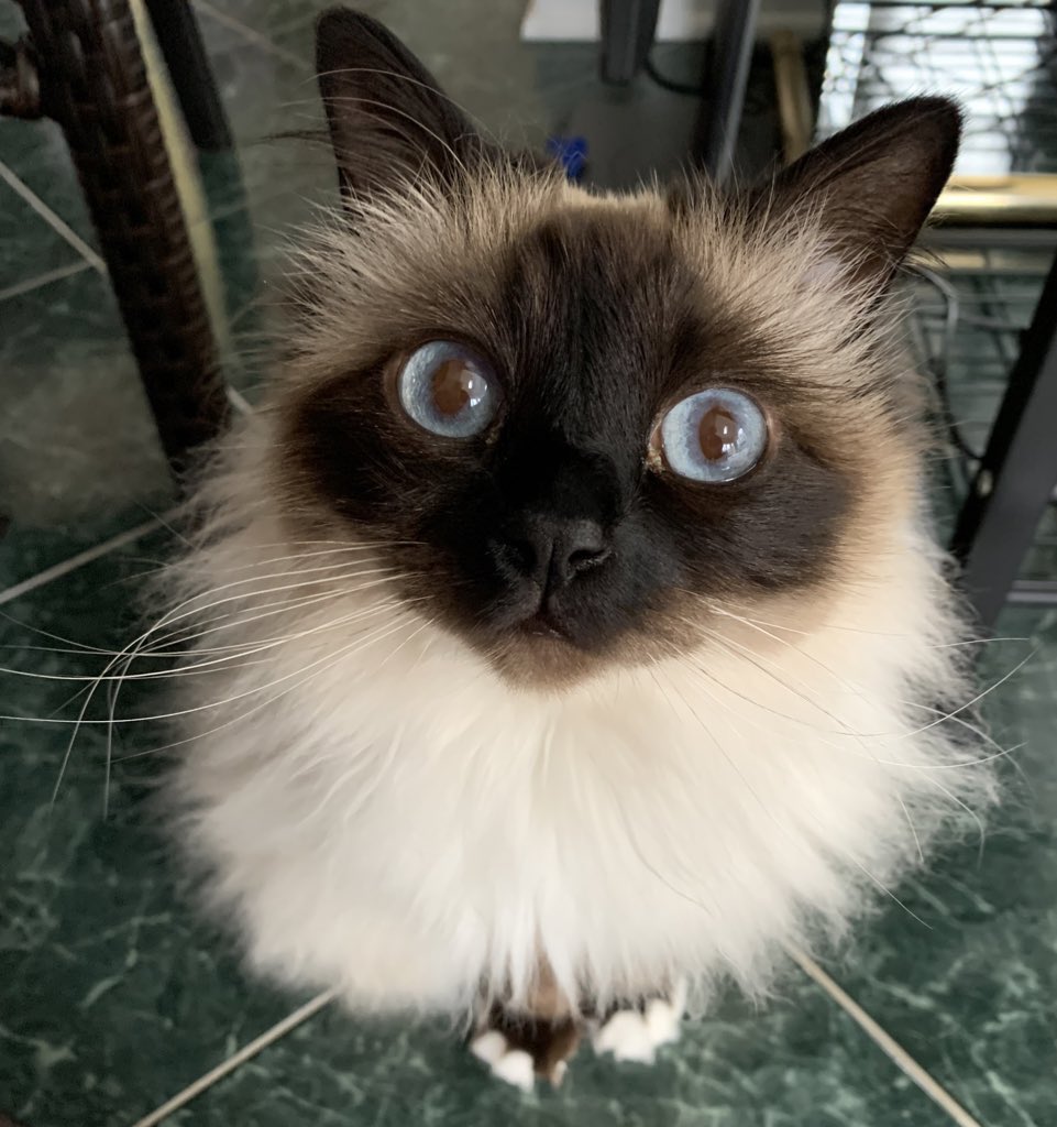 ElizGriff2016's tweet photo. #PhotoChallenge2023March Day 6 My Monday face. This is my face when I look at Mama on Monday
♥️💋Cali💋♥️ #Cats #CatsOfTwitter https://t.co/jHzl9X9igW