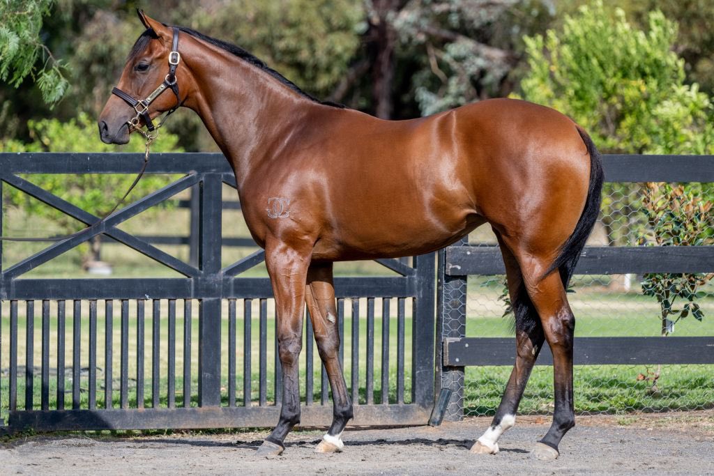 The curtains close on the final day of the #inglispremier. 100% clearance, $104,750 farm average.

Congratulations to David.P/Oliver.K, Hancox BS, B Smith and Nick.R 

Lot 517 sold for $55,000🐎
Lot 710 sold for $40,000🐎
Lot 739 sold for  $30,000🐎
Lot 810 sold for $120,000🐎