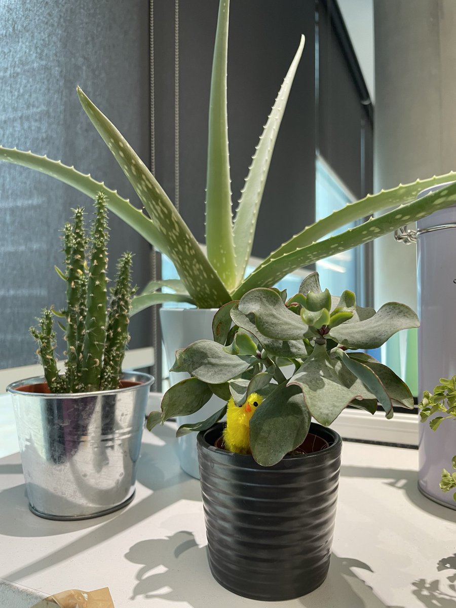 Amanda Fogh tweet media