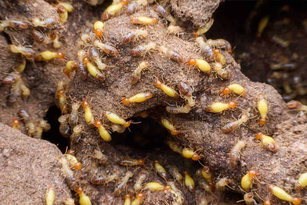 HiTechTermiteCA's tweet photo. #Termiteinfestation, when left unchecked, can spread throughout the property and cause extensive damage and a house that suffers severe structural damage might eventually become dangerous to live in.

https://t.co/d4K7ucgZ2b

#Termite #FumigationTermiteControl #TermitePrevention https://t.co/mORr9ElnRj