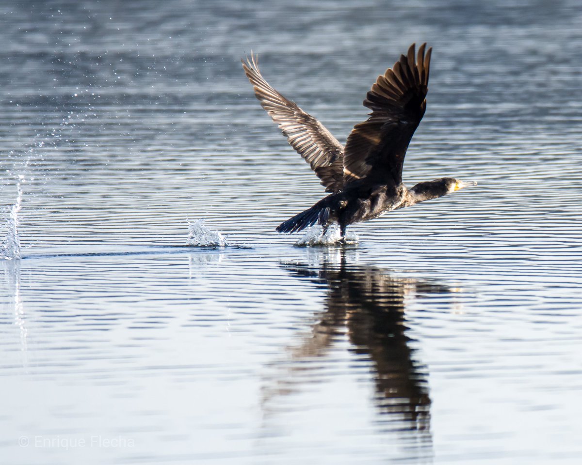 Despegando... Cormorán grande (Phalacrocorax carbo), Embalse de Valmayor, Comunidad de Madrid, España, 13/2/23, buen día.
#BirdsSeenIn2023 #birds #nikonphotography #nikon #tamron #wildlifephotography #amateurphotography #aves #pajareando #birdslovers #avesdeespaña #ornitologia