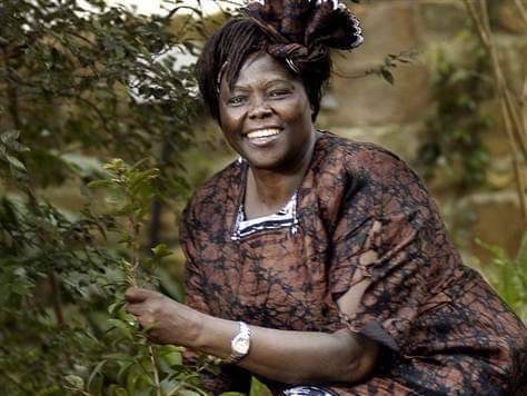 #WangariMaathai, the first African woman and first environmentalist to win a Nobel Peace Prize #WomensHistoryMonth #Kenya #shepersisted #greenbeltmovement