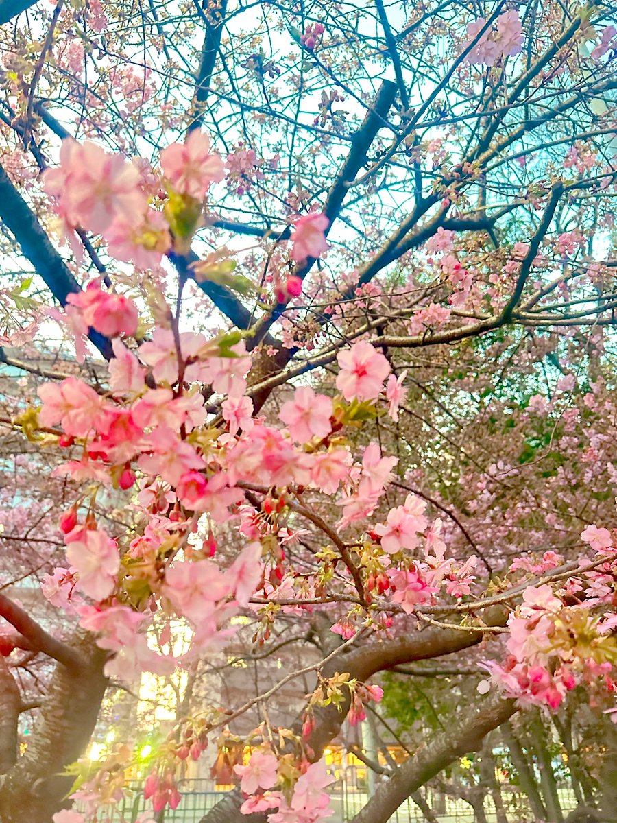 marumaru11751's tweet photo. 一条戻り橋の
早咲きの桜🌸
う〜ん五分咲きくらいかな…
週末辺りには満開になるかもꉂ🤭
通院帰りに少し遠回り🚲 https://t.co/7UdXYW0XgC