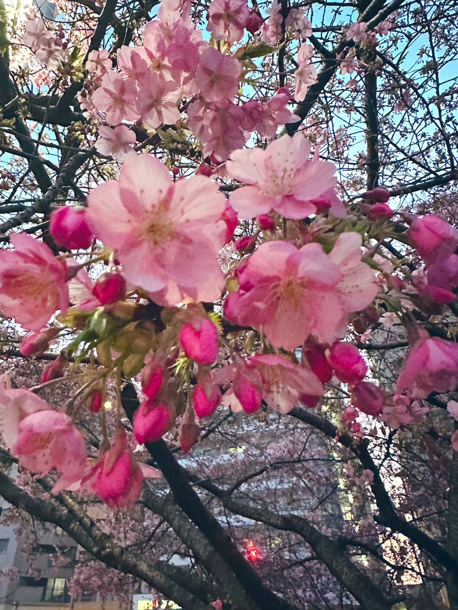 marumaru11751's tweet photo. 一条戻り橋の
早咲きの桜🌸
う〜ん五分咲きくらいかな…
週末辺りには満開になるかもꉂ🤭
通院帰りに少し遠回り🚲 https://t.co/7UdXYW0XgC