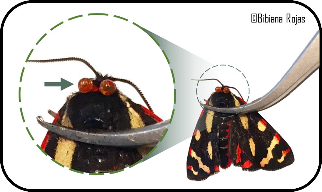 Have you seen Tiger moths (Arctiinae) species releasing reflex bleeding like in the picture? If so, could I ask you to share the name of the species and if possible a picture of it? (zowi.oudendijk.arctiinae@gmail.com). Your contribution will be recorded.