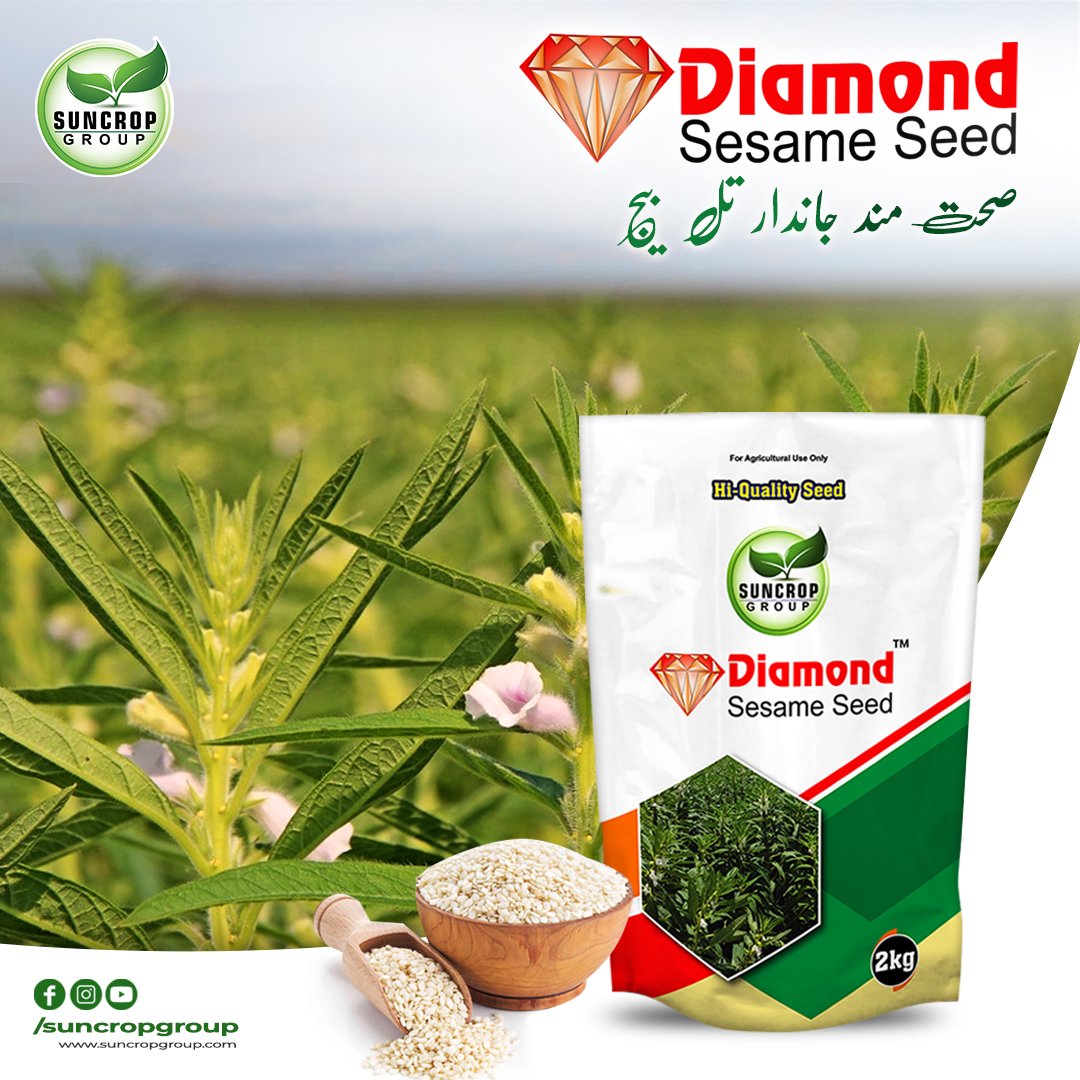 suncrop_group's tweet photo. سن کراپ گروپ کا ڈائمنڈ تل بیج اگائیں اور شاندار منافع کمائیں 
مزید معلومات کے لیے ہماری ہیلپ لائن پر فری کال کریں. ہیلپ لائن:080058000 
#diamond #sesameseeds #seedsowing #hybrid #guidelines #development #agriculture #suncrop #farmers 
https://t.co/gPvQYv8DH3 https://t.co/jlfh8fRJcu