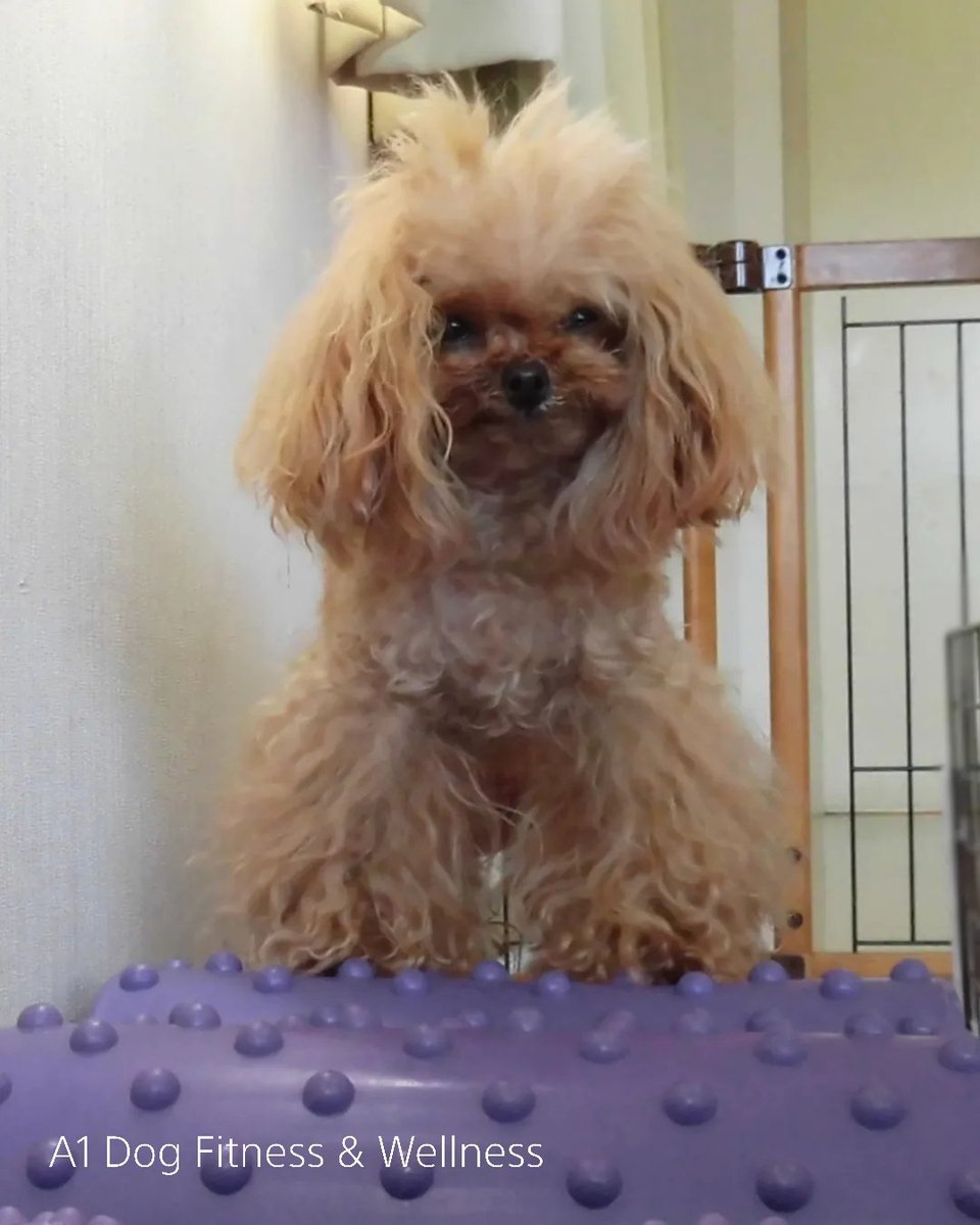 A1DogFitness's tweet photo. 小さくて、とても可愛い、まるでお姫様のようなおともだち💜 ママと一緒におともだちの健康状態(僧帽弁閉鎖不全症)とご性格に合った運動を行いました♪
※かかりつけ獣医師の運動許可を得てご参加されています
#APRIA #犬のリハビリテーション #ドッグフィットネス #トイプードル #シニア犬 #愛媛 https://t.co/xEs0VuBI0o