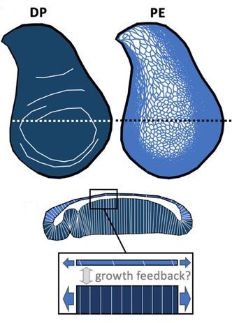 Roses are red, violets are blue, when the disk proper grows, hippo stretches peripodial epithelium too. 🌹

A new post from <a href="/girish_kale_phd/">Girish Kale</a> covering a #preprint led by another #preLighter: <a href="/SophiaFriesen2/">Sophia Friesen</a> who works in the <a href="/HariharanLab/">Iswar Hariharan, ईश्वर हरिहर,  ஹரிஹரன் ஈஸ்வரன்</a>.

Check it out! 👉 prelights.biologists.com/highlights/coo…