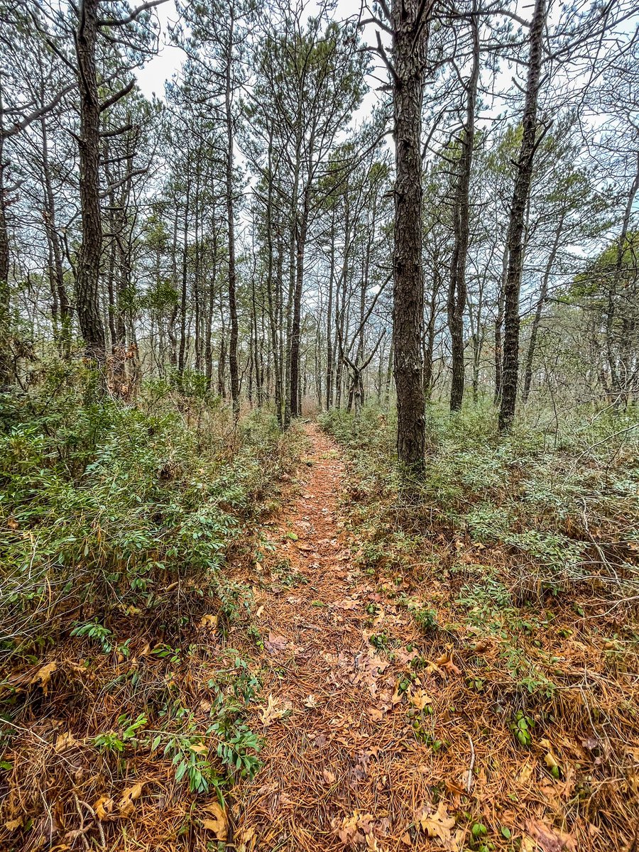 sasysquatchgirl's tweet photo. A few fun finds in the woodsโฆ
#nature #forest #forestsecrets #outdoors #squatching https://t.co/6xded3tXiO