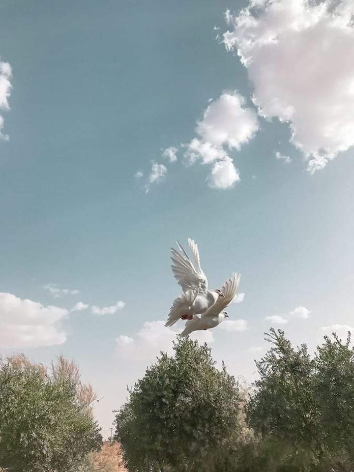 صباح حسن أيتها الخابزة الطاهية الرئيفة في هذه الأيام النحاسية النحسة، إذ تدهشك المدهشات الساذجة، كأن تضبطين مقادير "طبختك"، أو تأتيك الرحمة في صورتها الإنسانية فتتخذ من  حضنك حصنا فتصبحين وقد باتت ابنتك بين ذراعيك، هذه النظرة الأولى في الساعة الأولى من صباحك، تعدل نعيم الدنيا كله