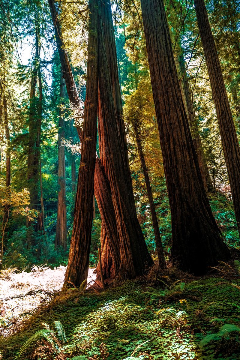 stellaluna02's tweet photo. Muir Woods #NaturePhotography #Nikon https://t.co/MCXJTsPH9V