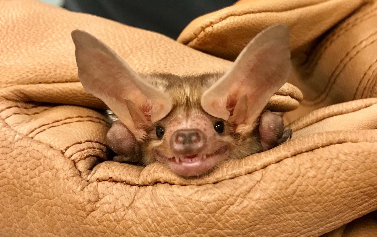 HonkIfUrHoary's tweet photo. You’re welcome ☺️ 
📷 Lindsay Wildlife Experience https://t.co/9iN49yiKU2