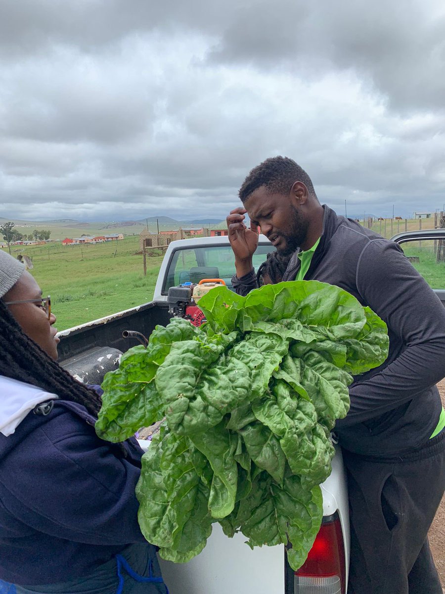 Agric_young's tweet photo. Inga Qeja is a #farmer and the owner of Bhayi Holdings; farming cabbage, spinach, butternut and livestock (sheep &amp; pigs). My best advice to anyone who thinks they are passionate about #farming is to just start.
Contact: 0787770101
#agriculture #farmlife #agribusiness public #farm https://t.co/Fg16EyU0fj
