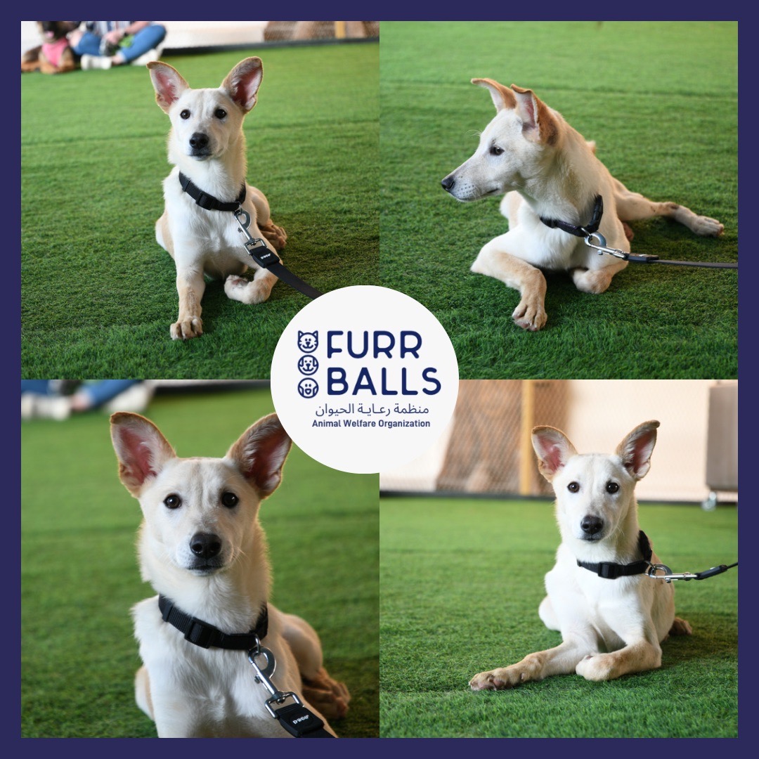 para_ae's tweet photo. Name: Cleopatra
Age:  10 months approx
Gender: Female
Breed: Uae special 
Social behavior:  social butterfly 🦋 
If you would like to give Cleo a chance at stealing your hearts, feel free to get in touch with us via DMs or emails on adoptus@furrballs.org https://t.co/exWNOWCswf