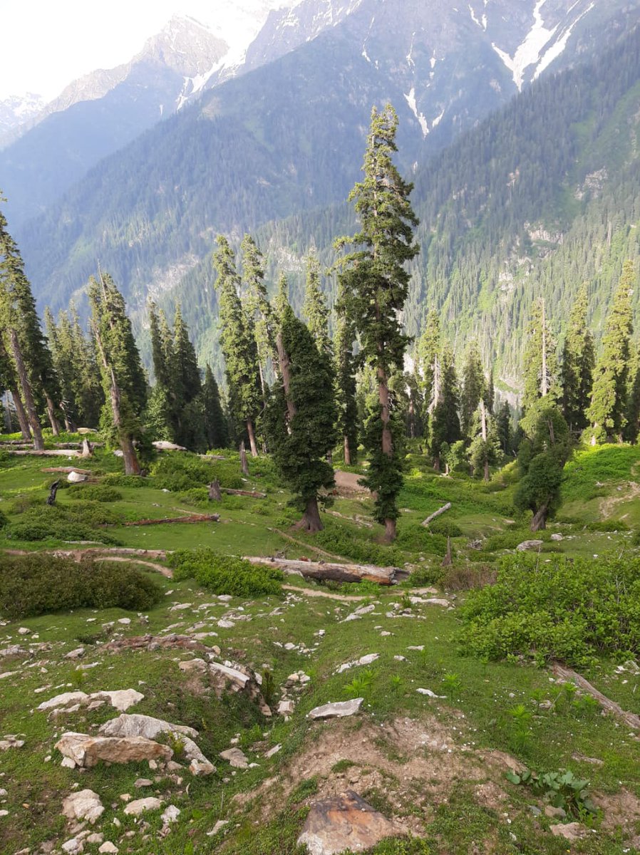 FEWDKPGovt's tweet photo. #Malkandi #NationalPark, yesterday after snow melted in the region.
#KPForest
#KPWildlife
#KPClimateChange https://t.co/dtRUO7fUrR