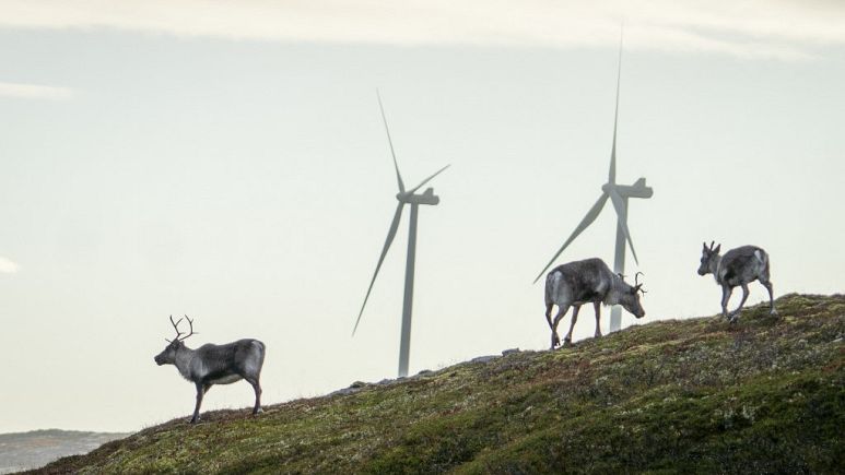 We start off in Fosen, Lapland, Norway. Sami people who live there used to be nomadic, in the past faced oppresion of their culture, live modern lives today, still tend to their reindeers.

A huge wind farm Roen was built there, but Sami were against it.

#Fosendommen (2/11)