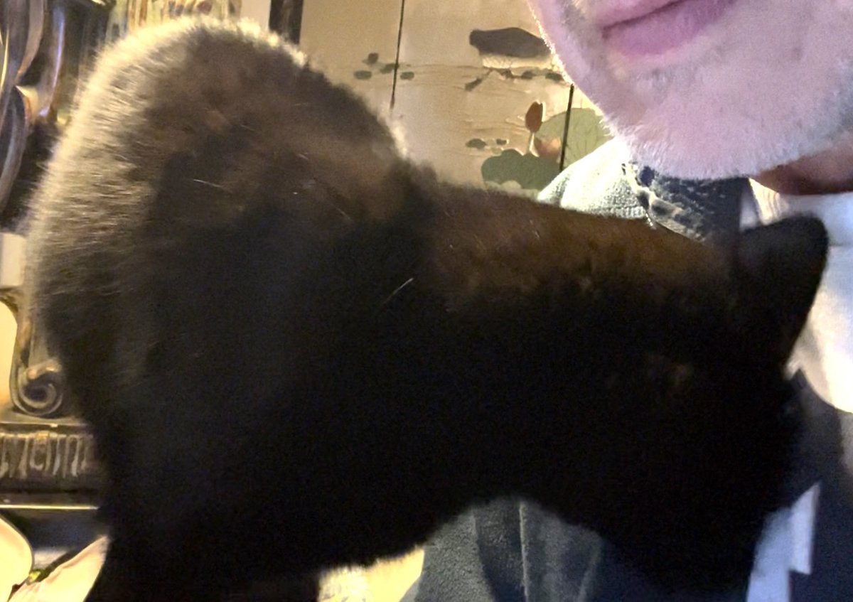 OliveMeetsWorld's tweet photo. I ran off. The door was ajar - what else was I supposed to do? And freedom tasted so good. Later, when I showed up again, he pretended not to care. But there was no filet mignon tonight, so I’m head-butting my way back into his affections. Yes, it’s humiliating. Goodnight humans. https://t.co/EBOedl4MKs