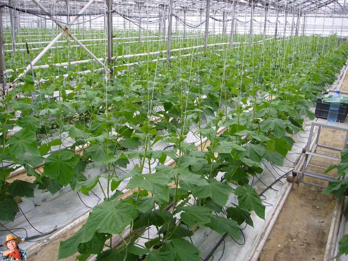 potatosystem1's tweet photo. Greenhouse Complexes in Belarus: A Sustainable Approach to Year-Round Vegetable Production
NaturalFarmingBelarus #SustainableAgriculture #GreenhouseComplexes #YearRoundVegetableProduction #ImportSubstitution #LEDLighting #HydroponicSystems Belarus is wi...
https://t.co/rGNOIDgIkl https://t.co/qEEV9tSqJs