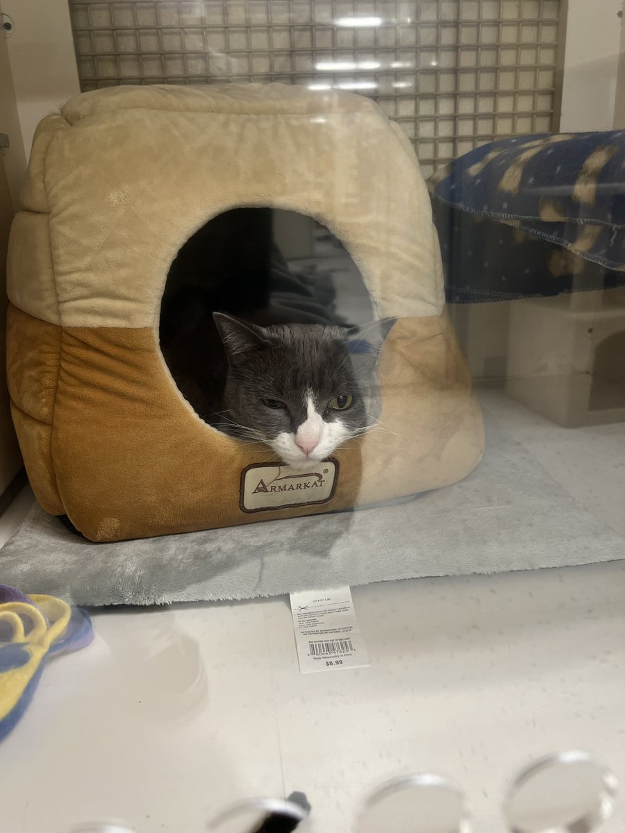 Saw these cats today! I wanted to take them home 😭