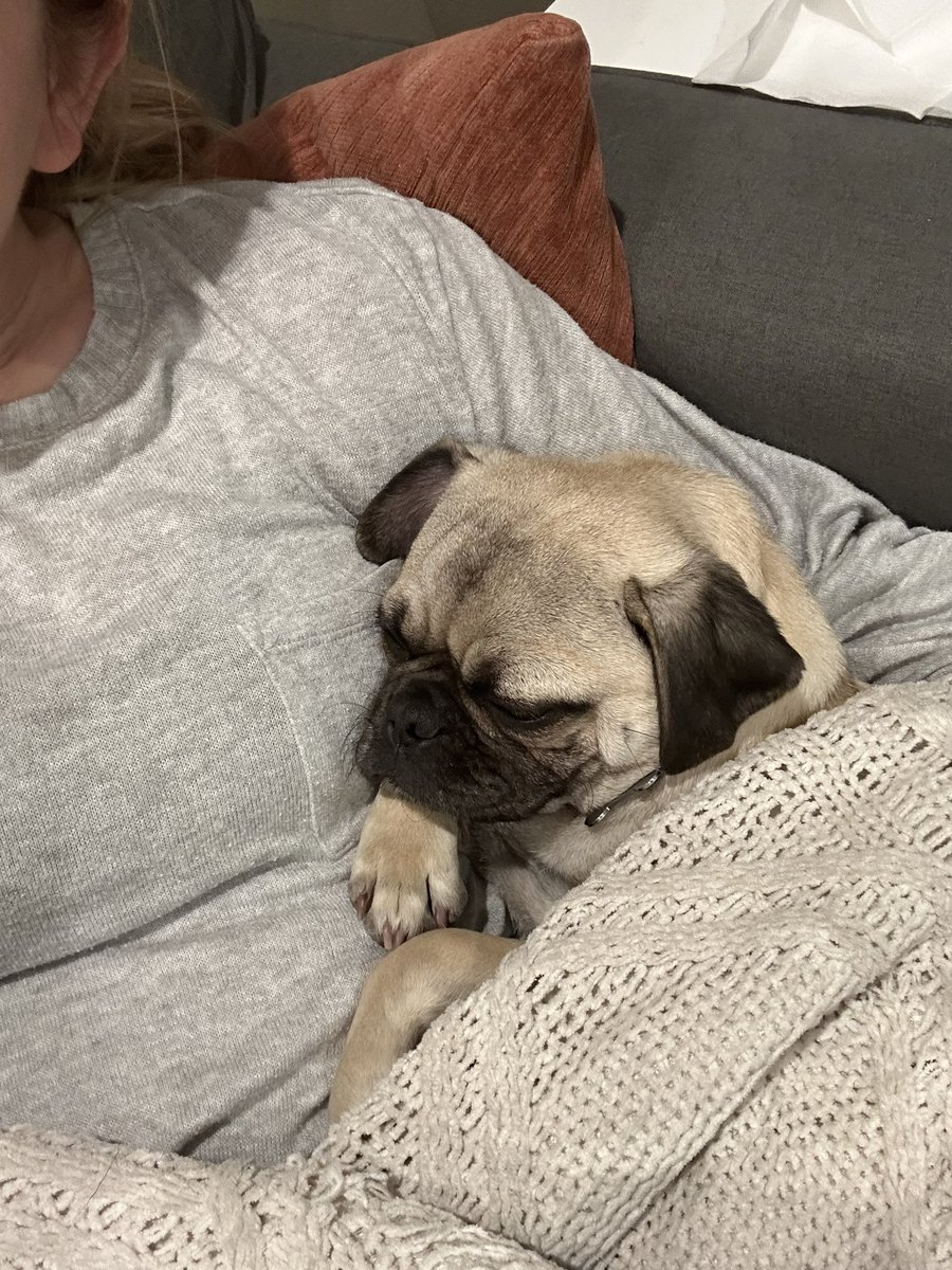 Coleypunch's tweet photo. Funemployment day 1: mostly naps https://t.co/zxv5QaXwQO