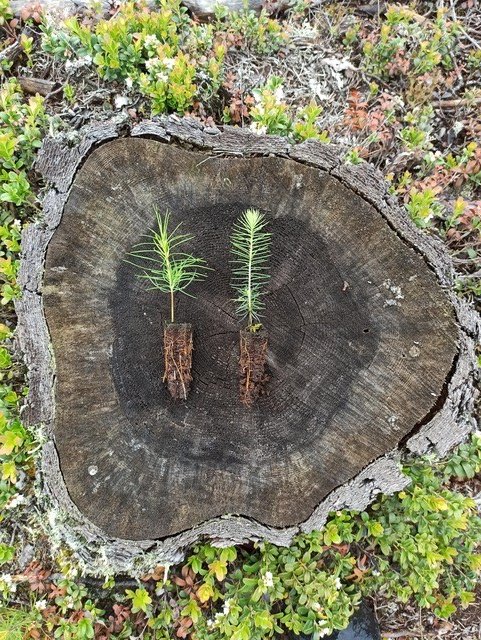 Come get your #PhD at our Department! Working with forest regeneration and belowground competition between trees and seedlings in the context of continuous cover forestry #CCF (forms of gap cutting). <a href="/FormasForsk/">Formas, ett forskningsråd för hållbar utveckling.</a> funded project lead by Nils Henriksson!

slu.se/en/about-slu/w…